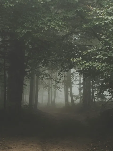 Mglisty, baśniowy las o zmierzchu